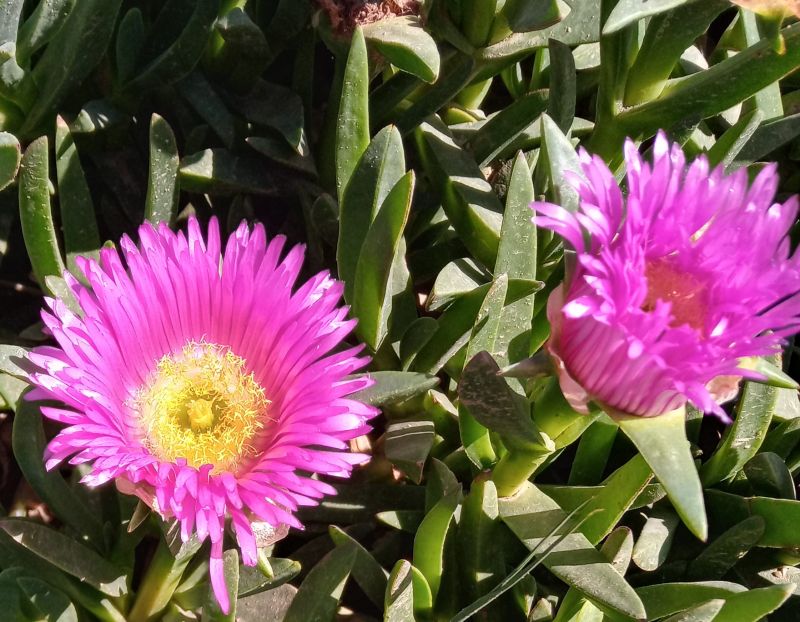 A photo of Carpobrotus acinaciformis