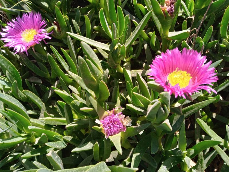 A photo of Carpobrotus acinaciformis