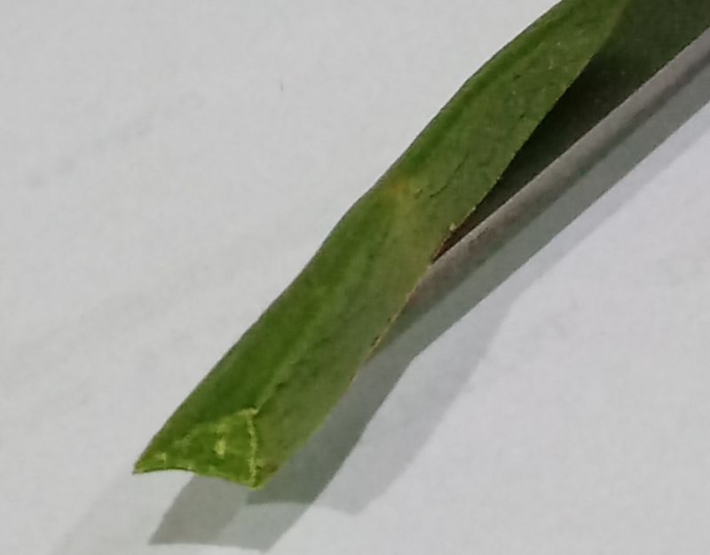 A photo of Carpobrotus acinaciformis