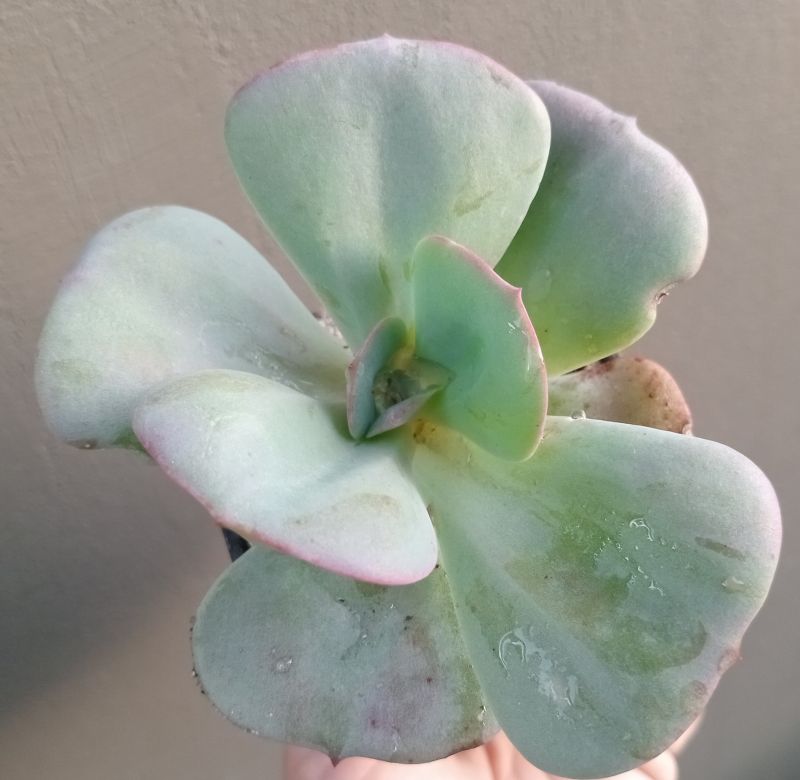 A photo of Echeveria Gila (Echeveria gigantea x E. laui) (HIBRIDO)