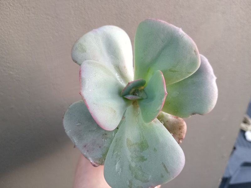 A photo of Echeveria Gila (Echeveria gigantea x E. laui) (HIBRIDO)