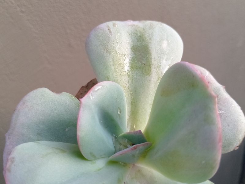 A photo of Echeveria Gila (Echeveria gigantea x E. laui) (HIBRIDO)