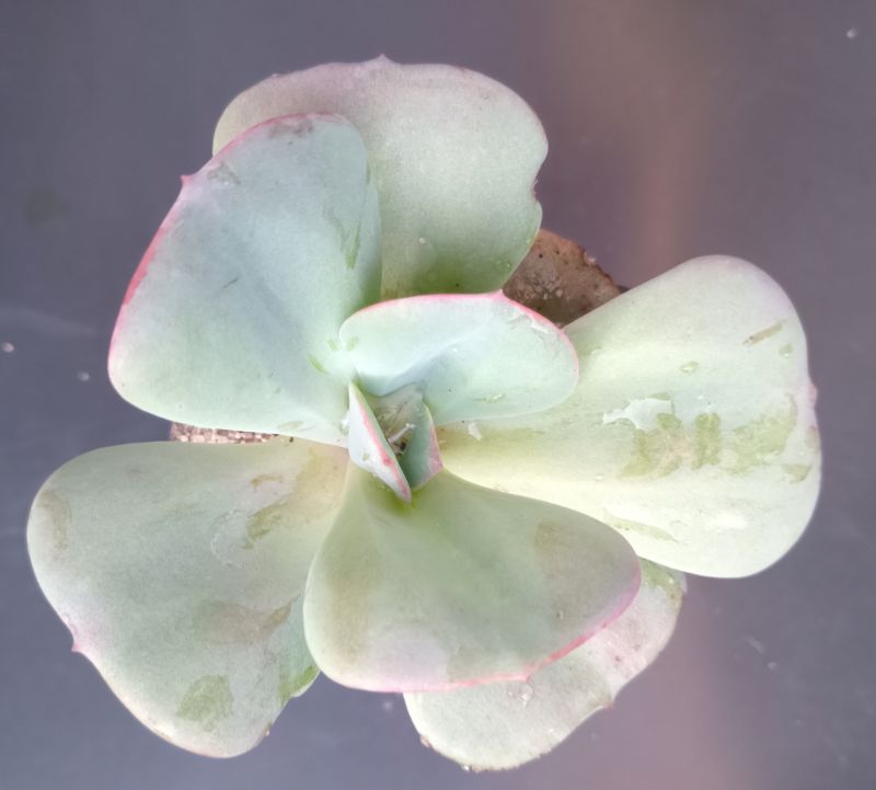 A photo of Echeveria Gila (Echeveria gigantea x E. laui) (HIBRIDO)