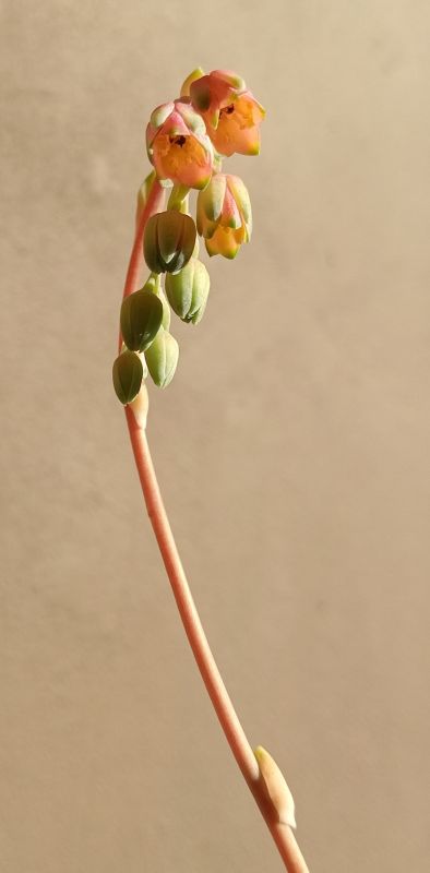 Una foto de Pachyphytum Chiseled Stones (HIBRIDO)