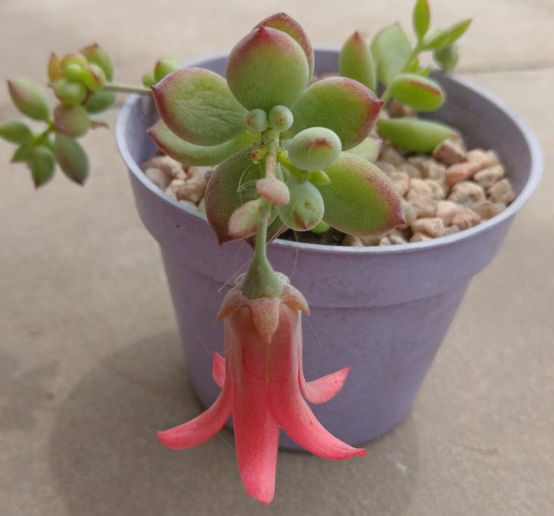 Foto de un cactus que se está identificando actualmente