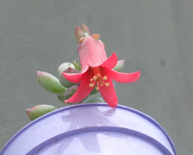 Foto de un cactus que se está identificando actualmente
