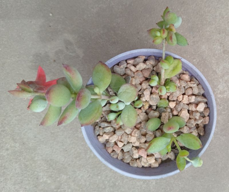 Foto de un cactus que se está identificando actualmente