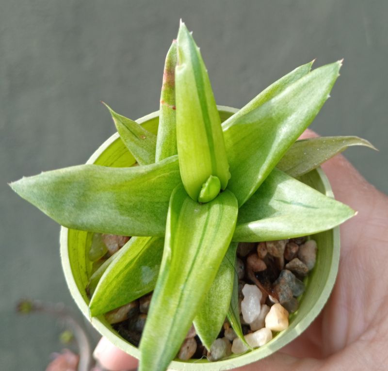 A photo of Alworthia cv. Black Gem (Haworthia cymbiformis x Aloe speciosa) fma. variegada