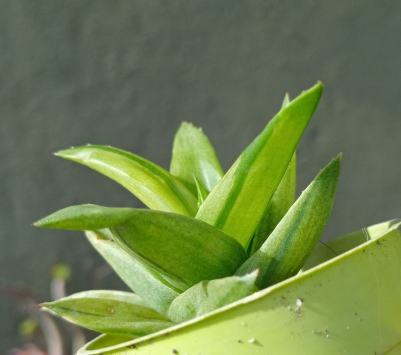 A photo of Alworthia cv. Black Gem (Haworthia cymbiformis x Aloe speciosa) fma. variegada