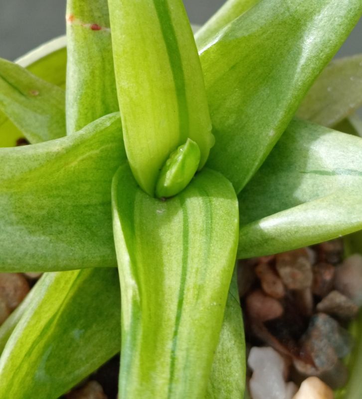 A photo of Alworthia cv. Black Gem (Haworthia cymbiformis x Aloe speciosa) fma. variegada