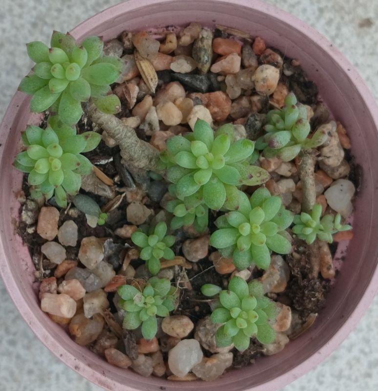 Foto de un cactus que se está identificando actualmente