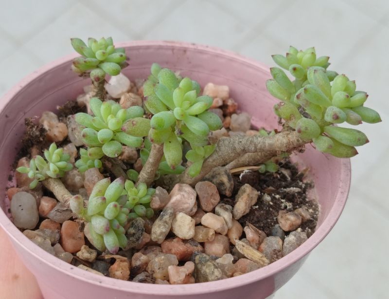 Foto de un cactus que se está identificando actualmente