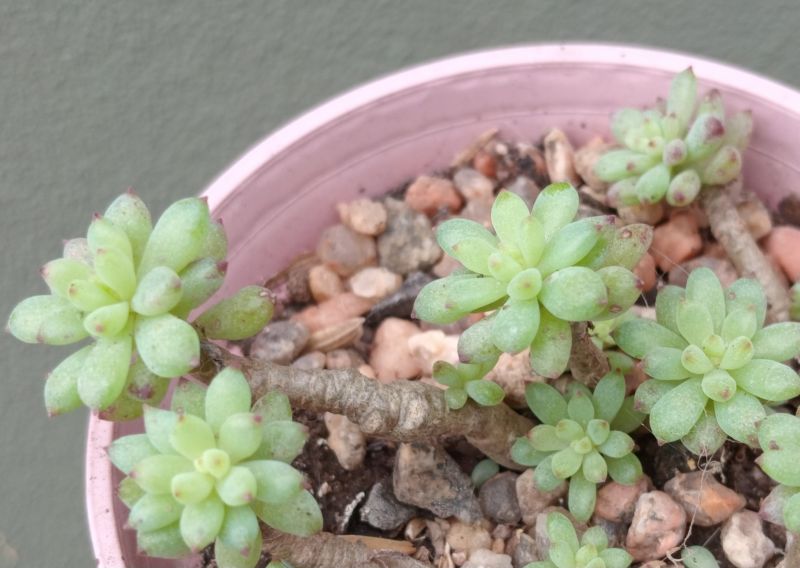 Foto de un cactus que se está identificando actualmente