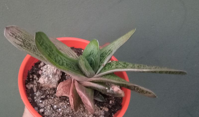 A photo of Gasteria cv. Little Warty (Gasteria batesiana x Gasteria cv. Old Man Silver)