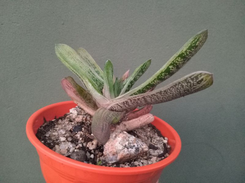 A photo of Gasteria cv. Little Warty (Gasteria batesiana x Gasteria cv. Old Man Silver)