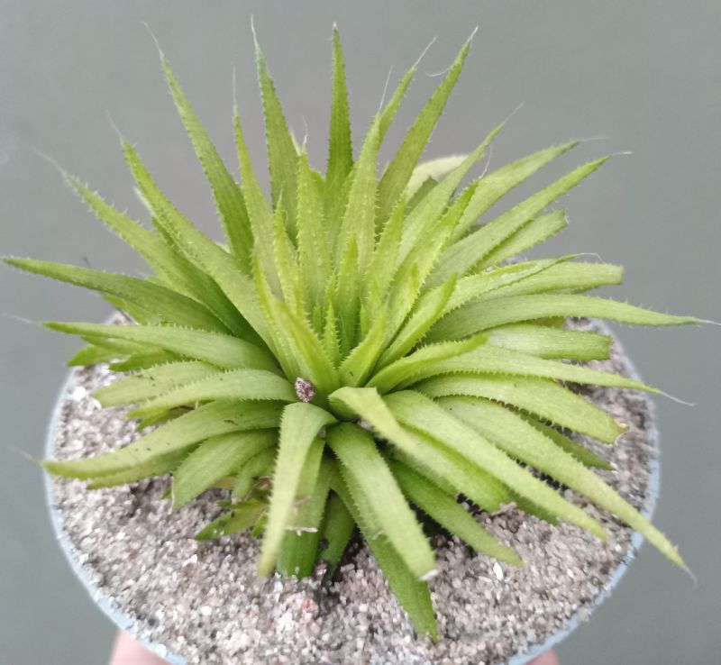 Foto de un cactus que se está identificando actualmente