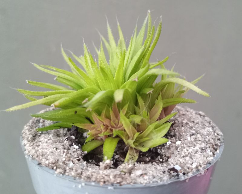 Foto de un cactus que se está identificando actualmente