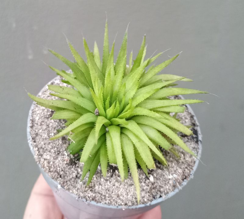 Foto de un cactus que se está identificando actualmente