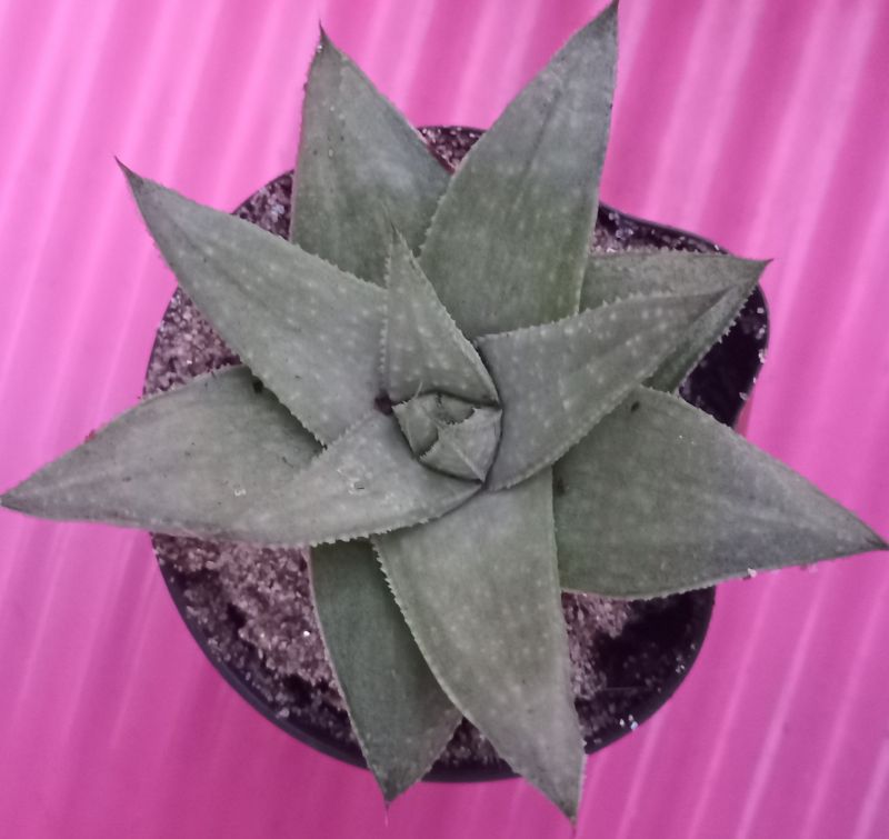 Foto de un cactus que se está identificando actualmente