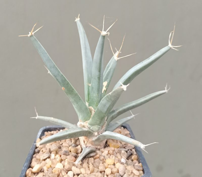 Una foto de Leuchtenbergia principis