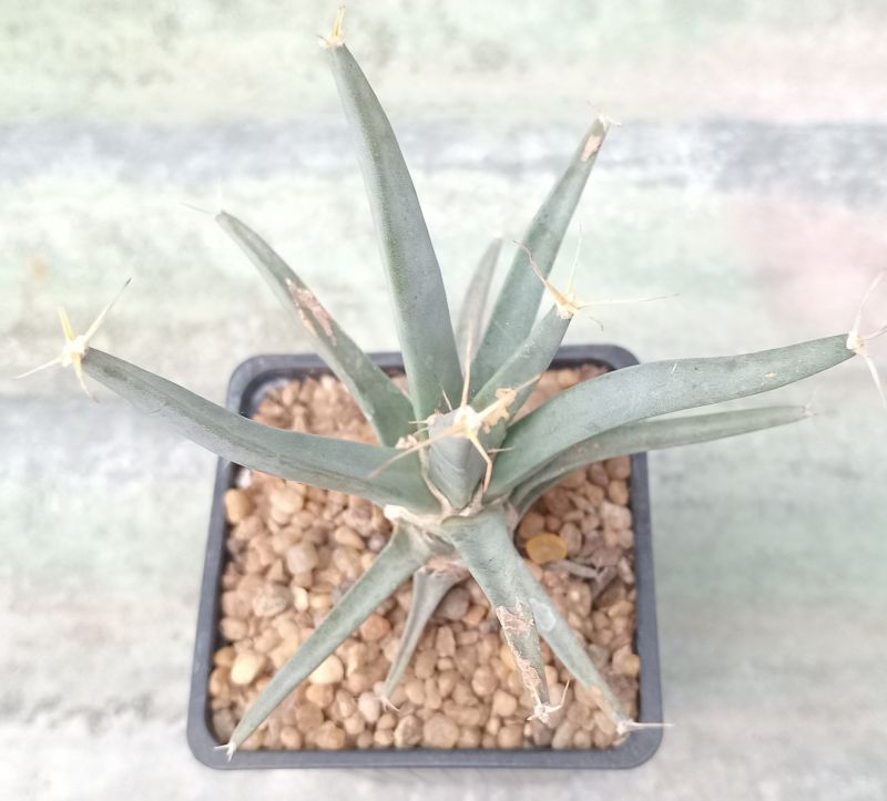 Una foto de Leuchtenbergia principis