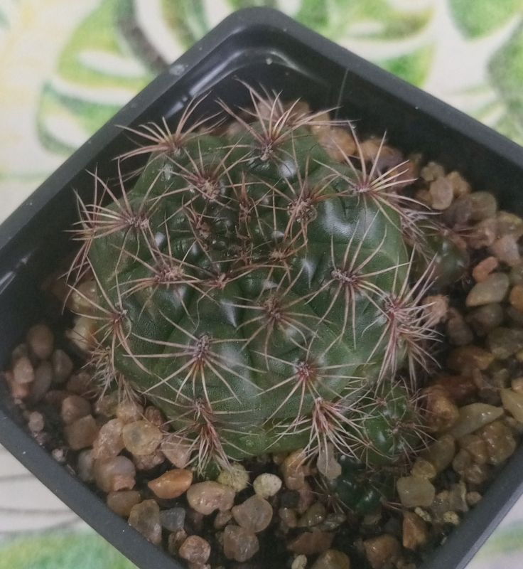 Una foto de Gymnocalycium mesopotamicum