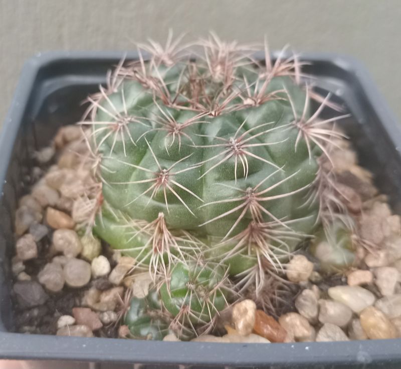 Una foto de Gymnocalycium mesopotamicum