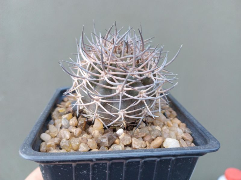 Una foto de Eriosyce bulbocalyx