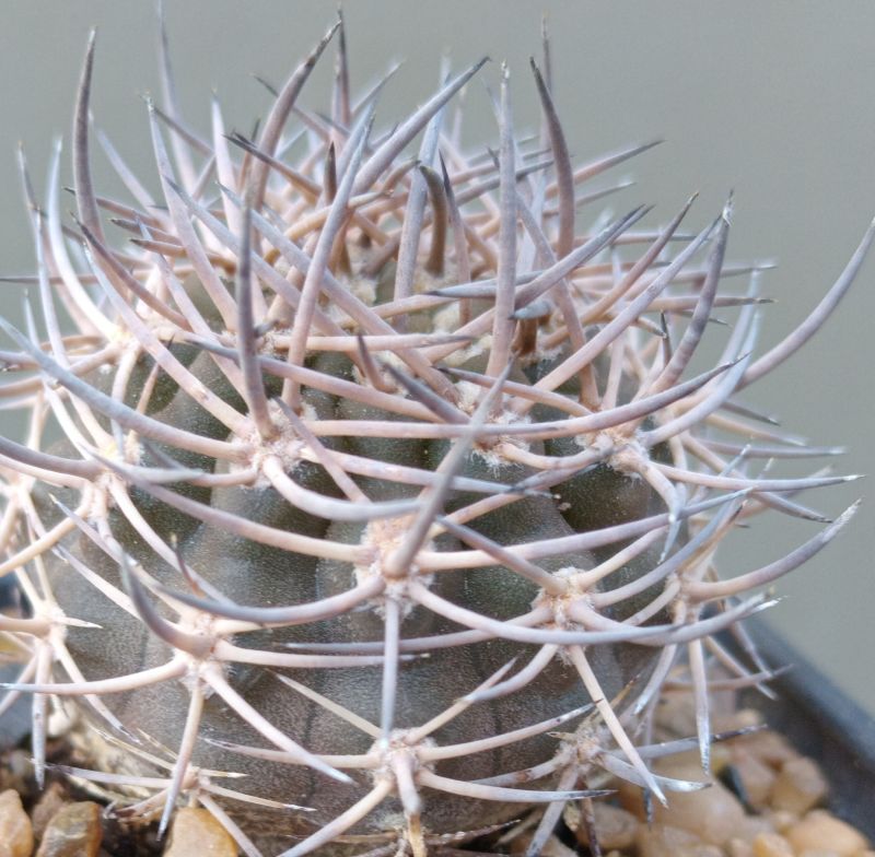 Una foto de Eriosyce bulbocalyx