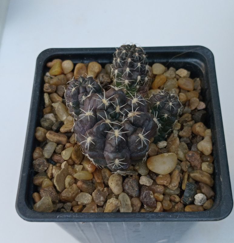 Foto de un cactus que se está identificando actualmente