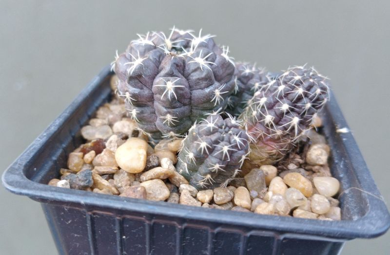 Foto de un cactus que se está identificando actualmente