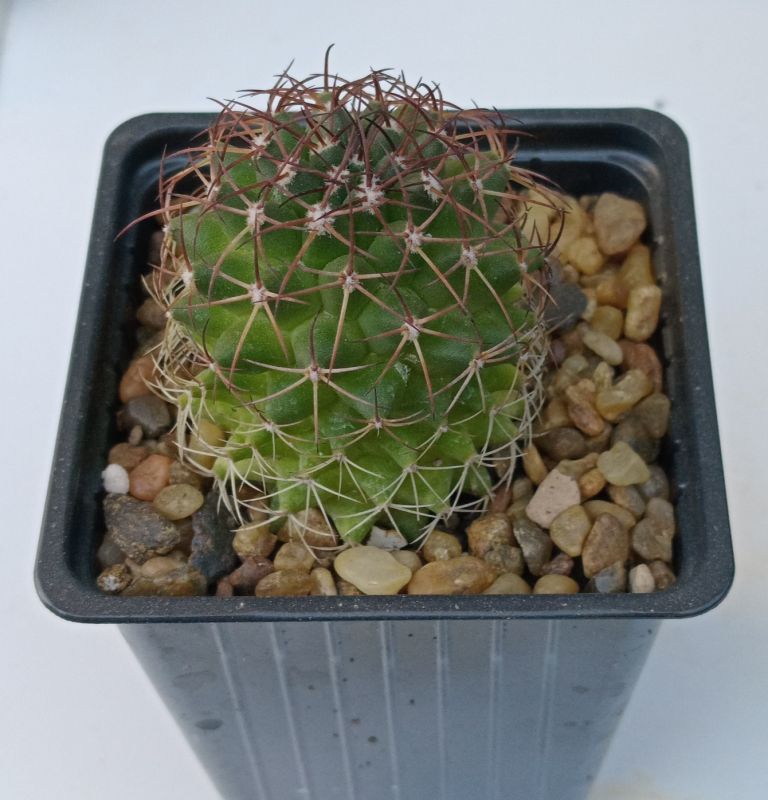 Una foto de Mammillaria polythele ssp. durispina