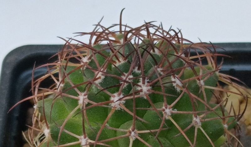 Una foto de Mammillaria polythele ssp. durispina