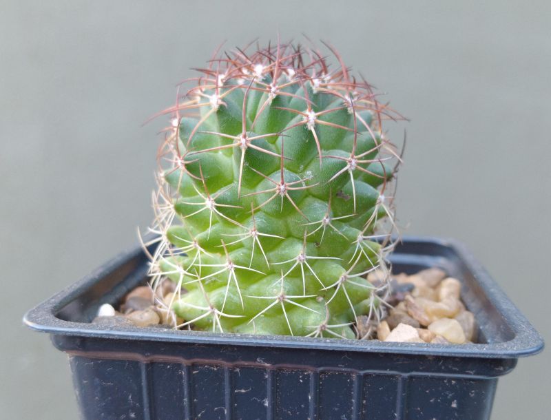 Una foto de Mammillaria polythele ssp. durispina