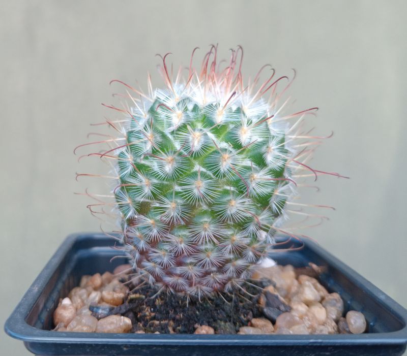 Foto de un cactus que se está identificando actualmente