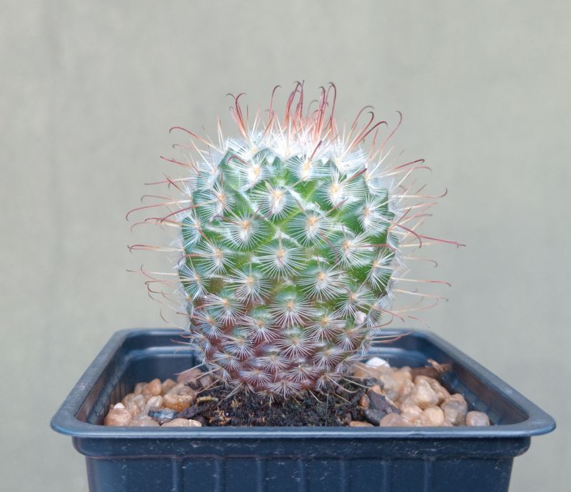 Foto de un cactus que se está identificando actualmente
