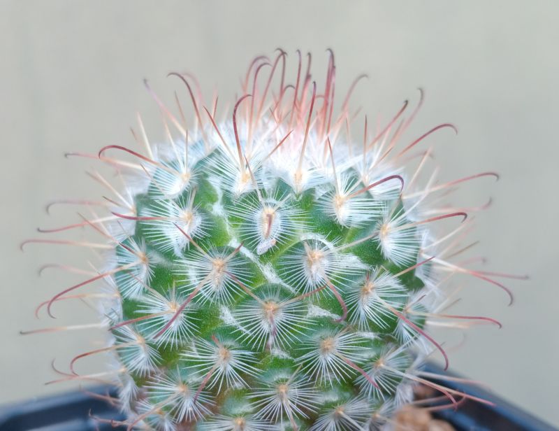 Foto de un cactus que se está identificando actualmente