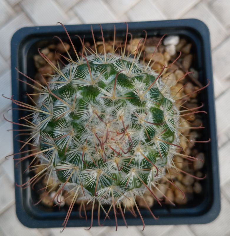 Foto de un cactus que se está identificando actualmente