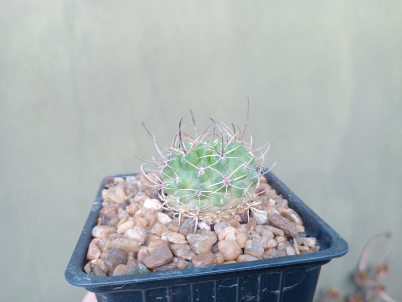 Foto de un cactus que se está identificando actualmente