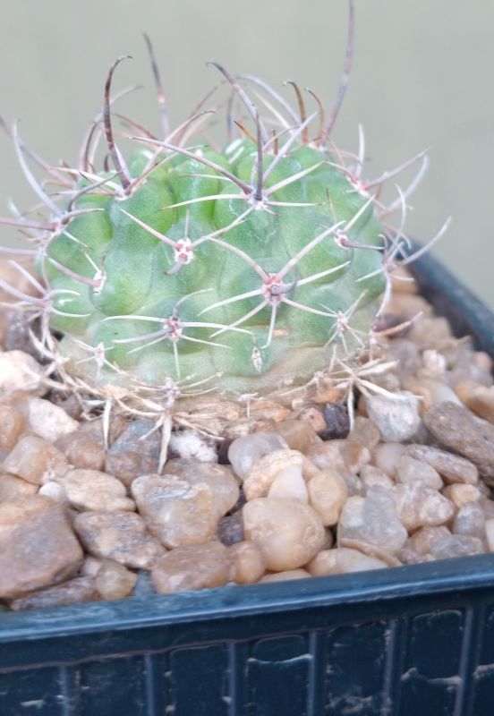 Foto de un cactus que se está identificando actualmente