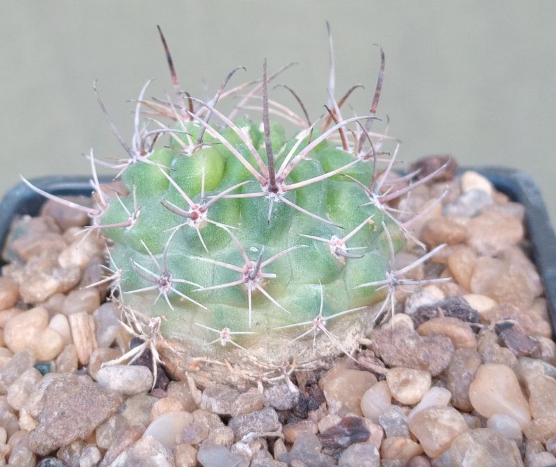 Foto de un cactus que se está identificando actualmente