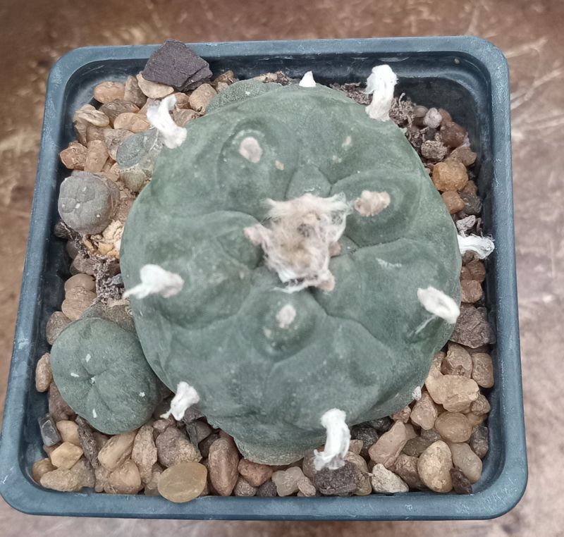 Una foto de Lophophora williamsii