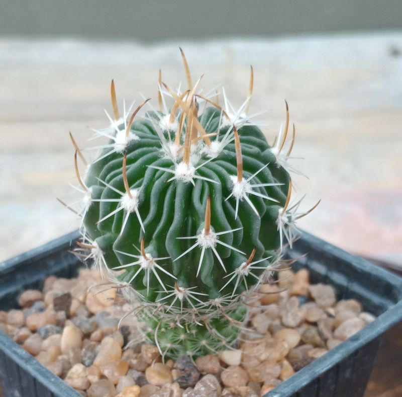 Una foto de Stenocactus crispatus