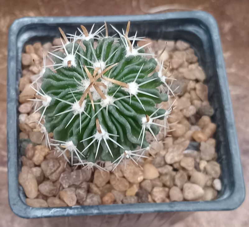 Una foto de Stenocactus crispatus
