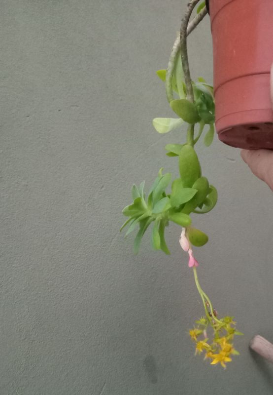 Photo of a cactus currently being identified