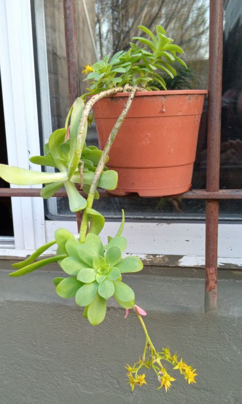 Photo of a cactus currently being identified