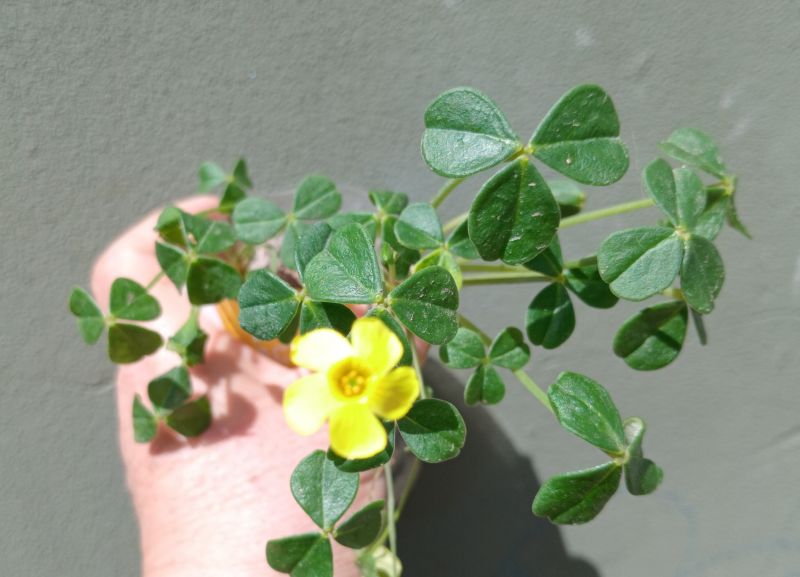 Foto de un cactus que se está identificando actualmente