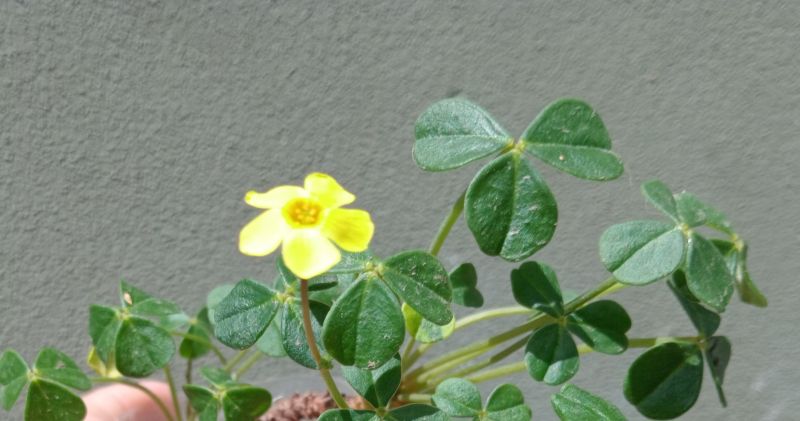 Foto de un cactus que se está identificando actualmente