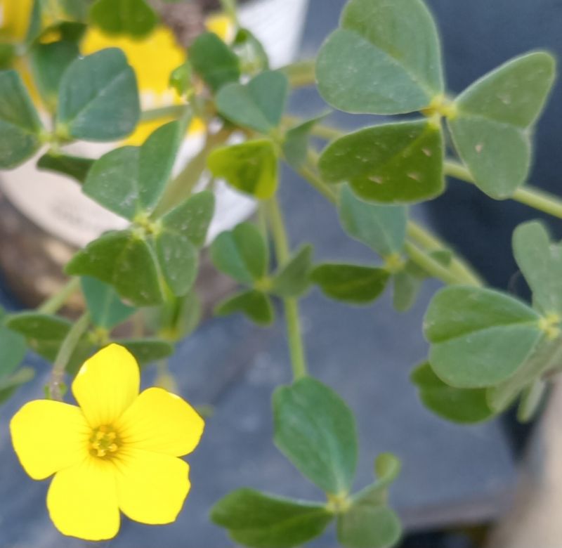 Foto de un cactus que se está identificando actualmente