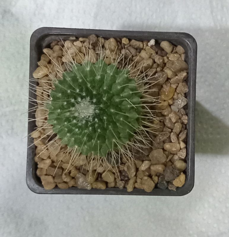 Una foto de Mammillaria spinosissima fma. unpico